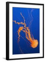 Black Sea Nettle-Hal Beral-Framed Photographic Print