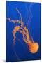 Black Sea Nettle-Hal Beral-Mounted Photographic Print