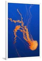 Black Sea Nettle-Hal Beral-Framed Photographic Print