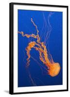 Black Sea Nettle-Hal Beral-Framed Photographic Print