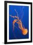 Black Sea Nettle-Hal Beral-Framed Photographic Print