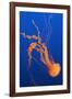 Black Sea Nettle-Hal Beral-Framed Photographic Print