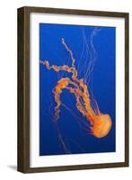 Black Sea Nettle-Hal Beral-Framed Photographic Print