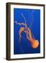 Black Sea Nettle-Hal Beral-Framed Photographic Print