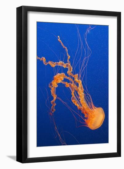 Black Sea Nettle-Hal Beral-Framed Photographic Print