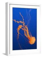 Black Sea Nettle-Hal Beral-Framed Photographic Print