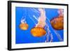 Black Sea Nettle-Wolterk-Framed Photographic Print