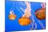 Black Sea Nettle-Wolterk-Mounted Photographic Print