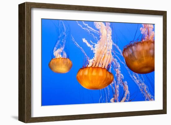 Black Sea Nettle-Wolterk-Framed Photographic Print