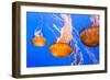 Black Sea Nettle-Wolterk-Framed Photographic Print