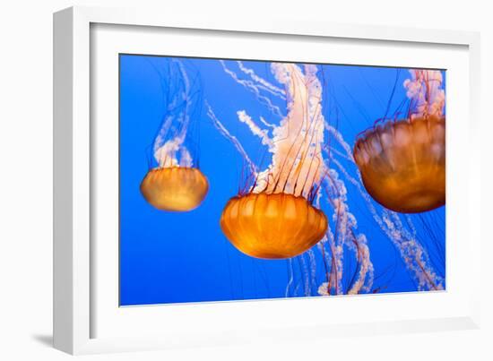 Black Sea Nettle-Wolterk-Framed Photographic Print