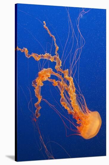 Black Sea Nettle-Hal Beral-Stretched Canvas