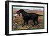 Black Setter-null-Framed Art Print