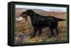 Black Setter-null-Framed Stretched Canvas