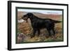 Black Setter-null-Framed Art Print