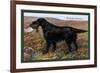 Black Setter-null-Framed Premium Giclee Print