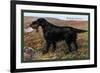 Black Setter-null-Framed Premium Giclee Print