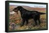 Black Setter-null-Framed Stretched Canvas