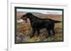 Black Setter-null-Framed Art Print