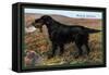 Black Setter-null-Framed Stretched Canvas