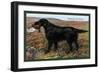 Black Setter-null-Framed Art Print