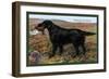 Black Setter-null-Framed Premium Giclee Print