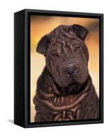 Black Shar Pei Puppy Portrait Showing Wrinkles Face and Chest-Adriano Bacchella-Framed Stretched Canvas