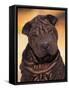 Black Shar Pei Puppy Portrait Showing Wrinkles Face and Chest-Adriano Bacchella-Framed Stretched Canvas