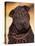 Black Shar Pei Puppy Portrait Showing Wrinkles Face and Chest-Adriano Bacchella-Stretched Canvas