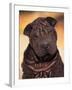 Black Shar Pei Puppy Portrait Showing Wrinkles Face and Chest-Adriano Bacchella-Framed Photographic Print