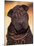 Black Shar Pei Puppy Portrait Showing Wrinkles Face and Chest-Adriano Bacchella-Mounted Photographic Print