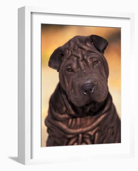 Black Shar Pei Puppy Portrait Showing Wrinkles Face and Chest-Adriano Bacchella-Framed Photographic Print