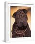 Black Shar Pei Puppy Portrait Showing Wrinkles Face and Chest-Adriano Bacchella-Framed Photographic Print