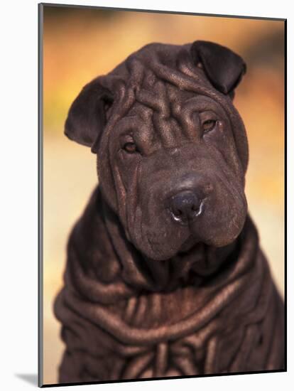 Black Shar Pei Puppy Portrait Showing Wrinkles Face and Chest-Adriano Bacchella-Mounted Photographic Print