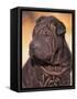 Black Shar Pei Puppy Portrait Showing Wrinkles on the Face and Chest-Adriano Bacchella-Framed Stretched Canvas