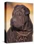 Black Shar Pei Puppy Portrait Showing Wrinkles on the Face and Chest-Adriano Bacchella-Stretched Canvas