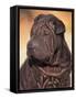 Black Shar Pei Puppy Portrait Showing Wrinkles on the Face and Chest-Adriano Bacchella-Framed Stretched Canvas