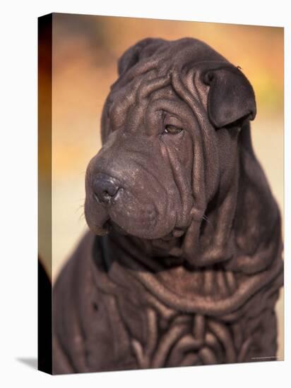 Black Shar Pei Puppy Portrait Showing Wrinkles on the Face and Chest-Adriano Bacchella-Stretched Canvas