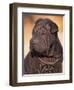 Black Shar Pei Puppy Portrait Showing Wrinkles on the Face and Chest-Adriano Bacchella-Framed Premium Photographic Print