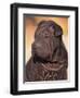 Black Shar Pei Puppy Portrait Showing Wrinkles on the Face and Chest-Adriano Bacchella-Framed Premium Photographic Print