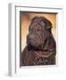 Black Shar Pei Puppy Portrait Showing Wrinkles on the Face and Chest-Adriano Bacchella-Framed Premium Photographic Print