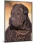 Black Shar Pei Puppy Portrait Showing Wrinkles on the Face and Chest-Adriano Bacchella-Mounted Premium Photographic Print