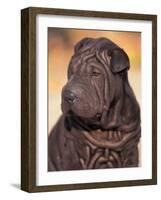 Black Shar Pei Puppy Portrait Showing Wrinkles on the Face and Chest-Adriano Bacchella-Framed Photographic Print