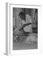 Black Sharecropper Sorts Tobacco Leaves-Dorothea Lange-Framed Art Print