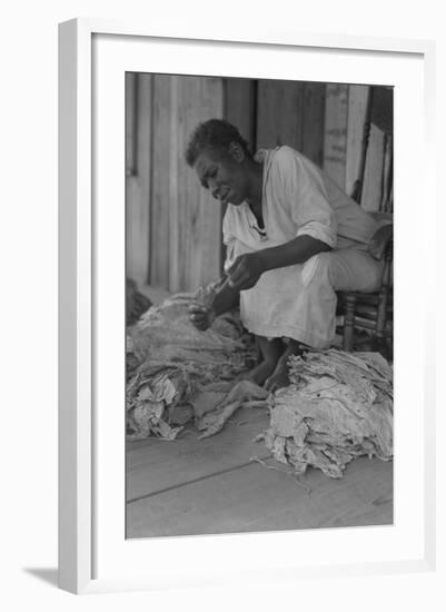 Black Sharecropper Sorts Tobacco Leaves-Dorothea Lange-Framed Art Print