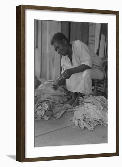 Black Sharecropper Sorts Tobacco Leaves-Dorothea Lange-Framed Art Print