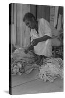 Black Sharecropper Sorts Tobacco Leaves-Dorothea Lange-Stretched Canvas