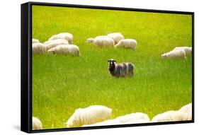 Black Sheep-SerrNovik-Framed Stretched Canvas
