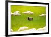 Black Sheep-SerrNovik-Framed Photographic Print