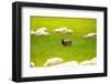 Black Sheep-SerrNovik-Framed Photographic Print